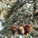 Cedrus libanii subsp.atlantica 'Glauca' cone